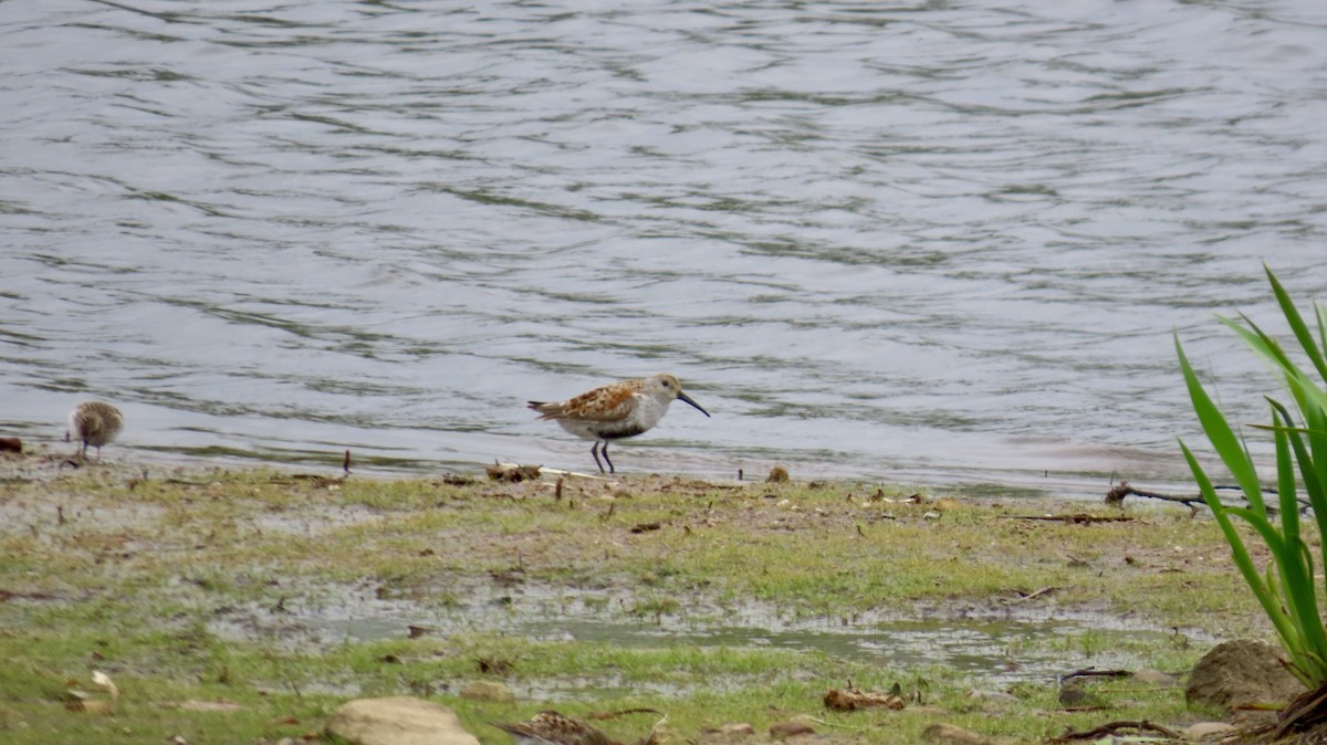 Dunlin - ML635202810