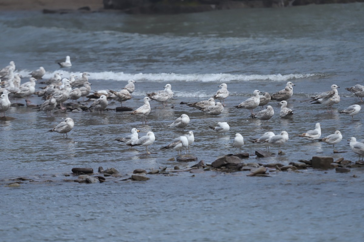 Iceland Gull - ML635202831