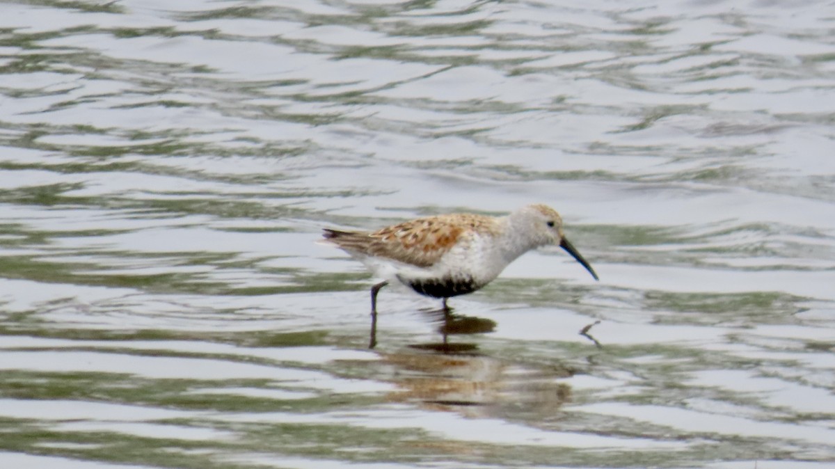 Dunlin - ML635202906