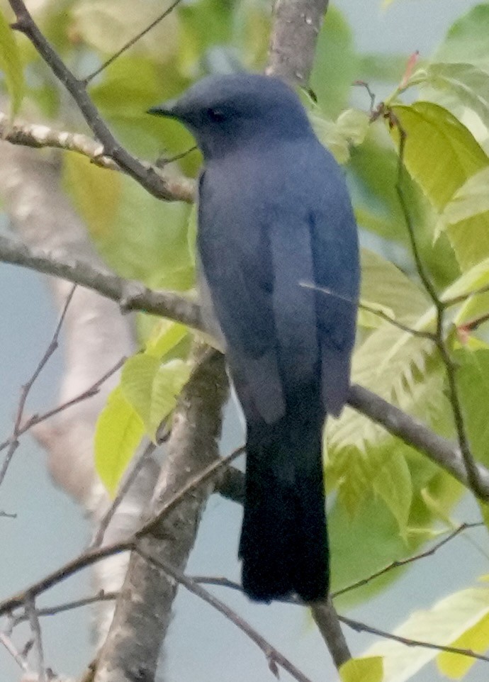 Black-winged Cuckooshrike - ML635203011