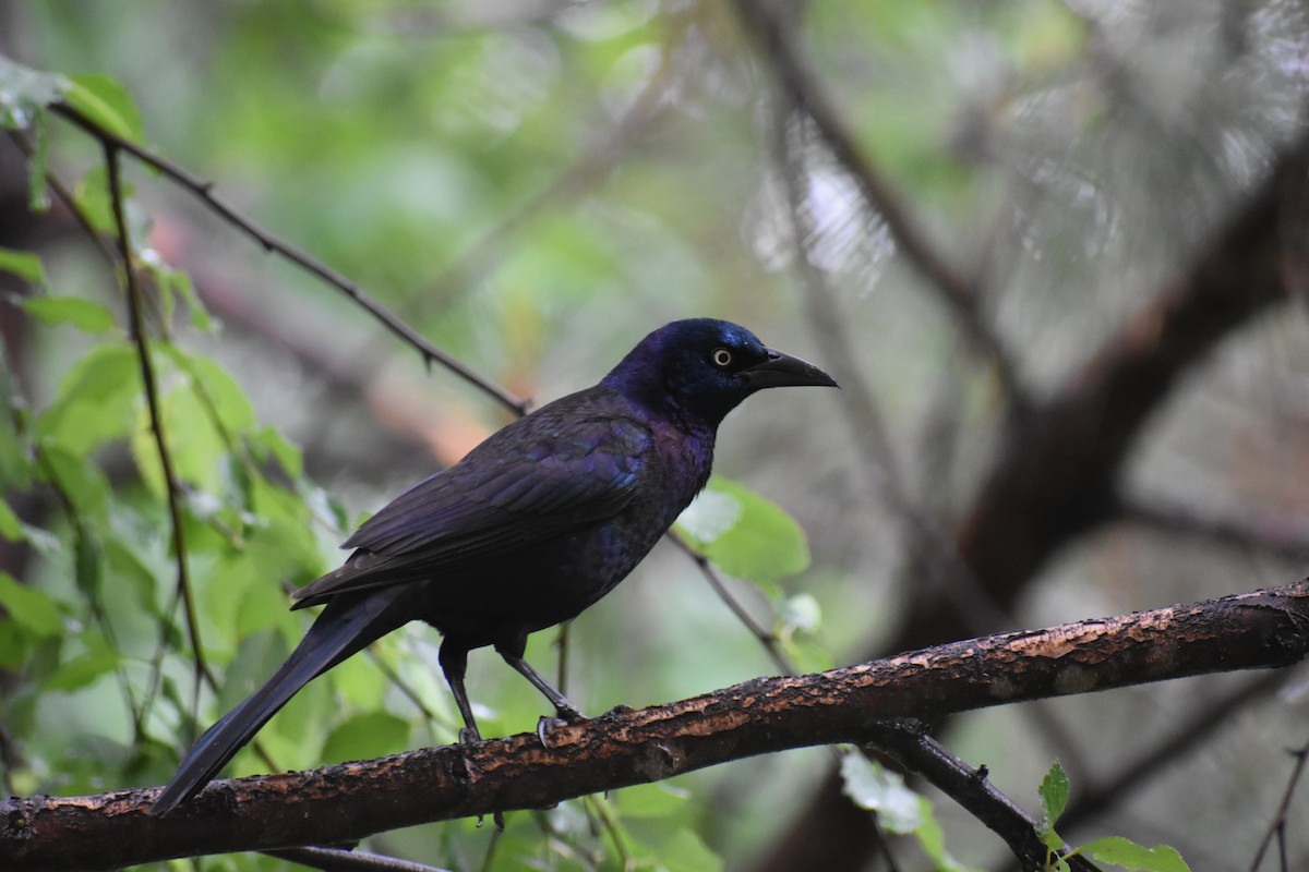 Common Grackle - ML635203051