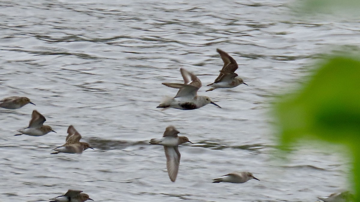 Dunlin - ML635203060