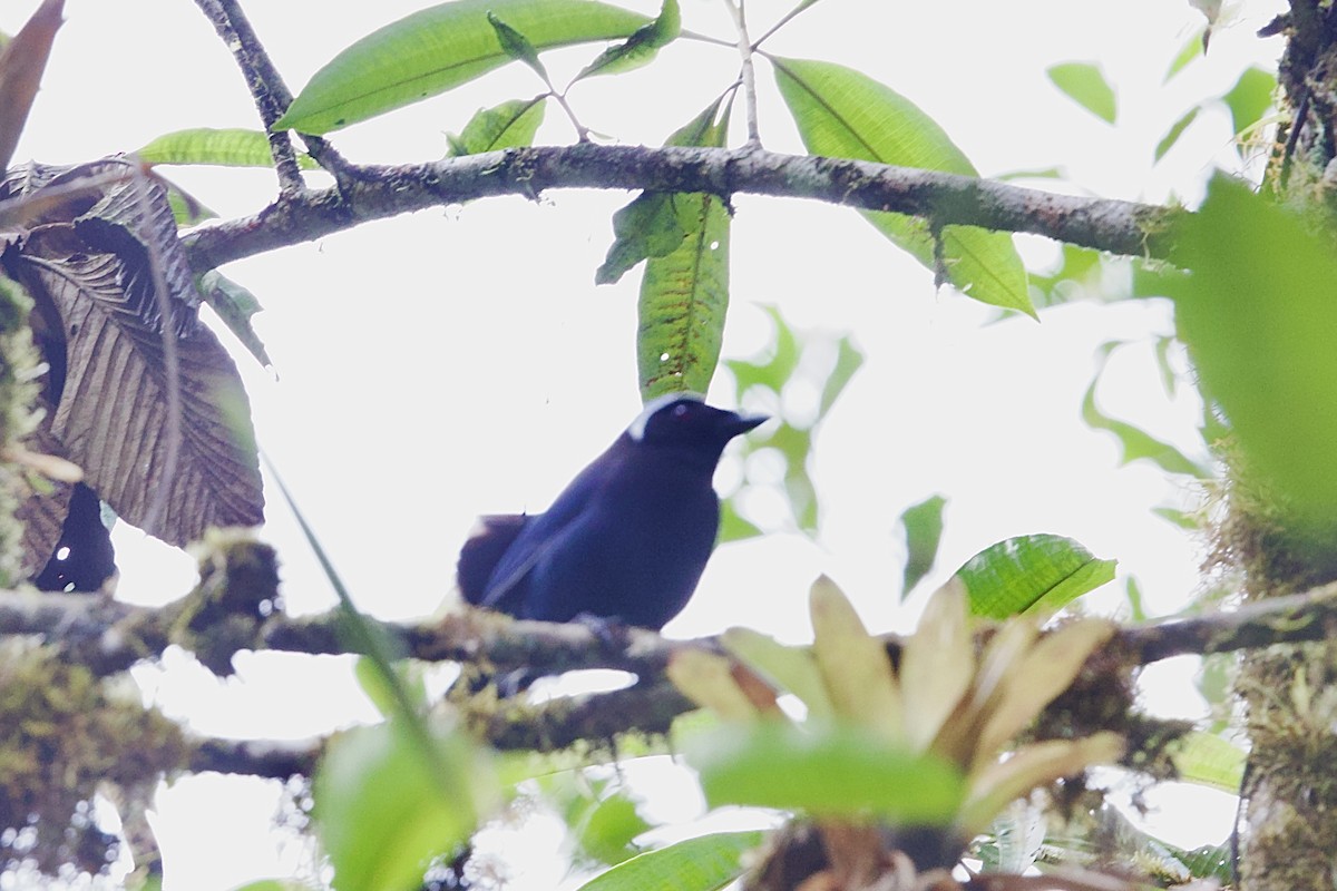 Azure-hooded Jay - ML635203084