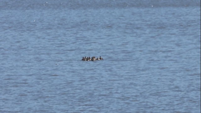 Ruddy Duck - ML635203123