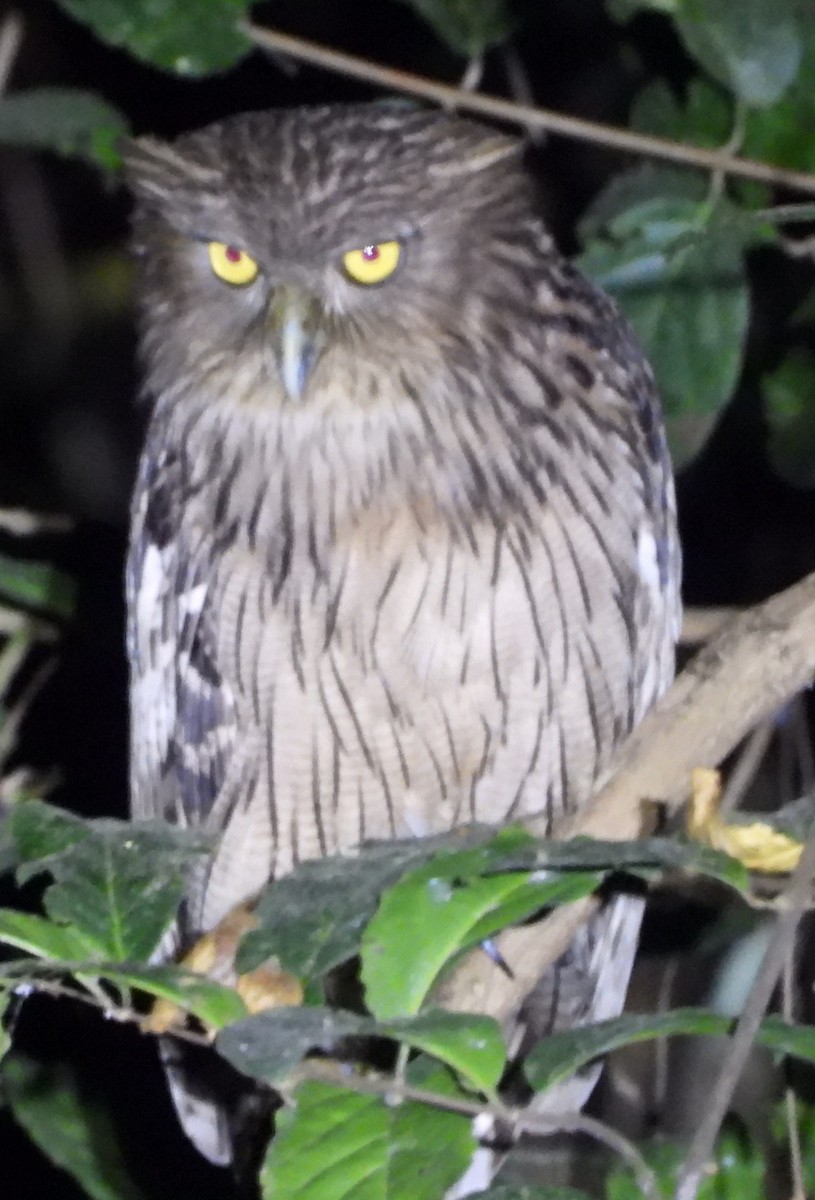 Brown Fish-Owl - ML635203128