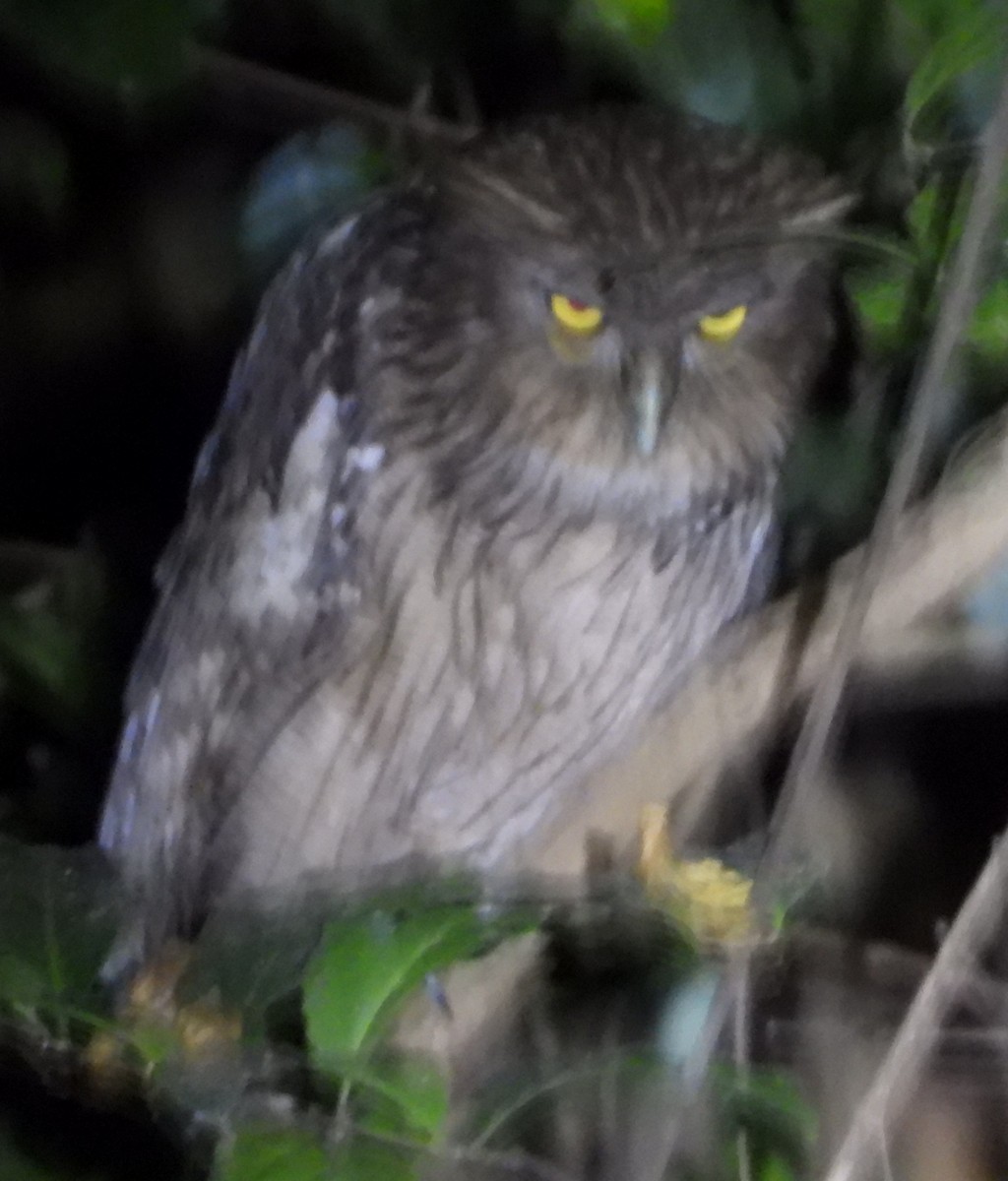 Brown Fish-Owl - ML635203131
