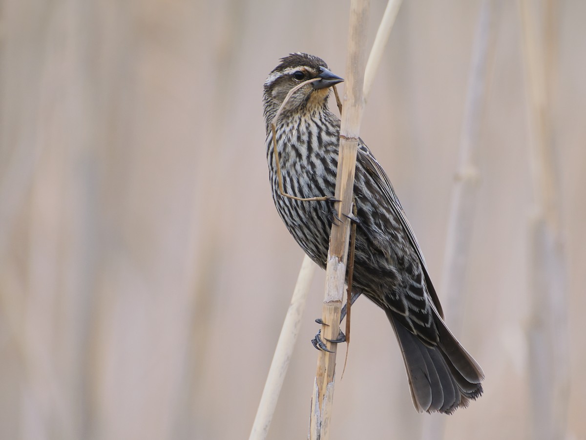 Red-winged Blackbird - ML635203139