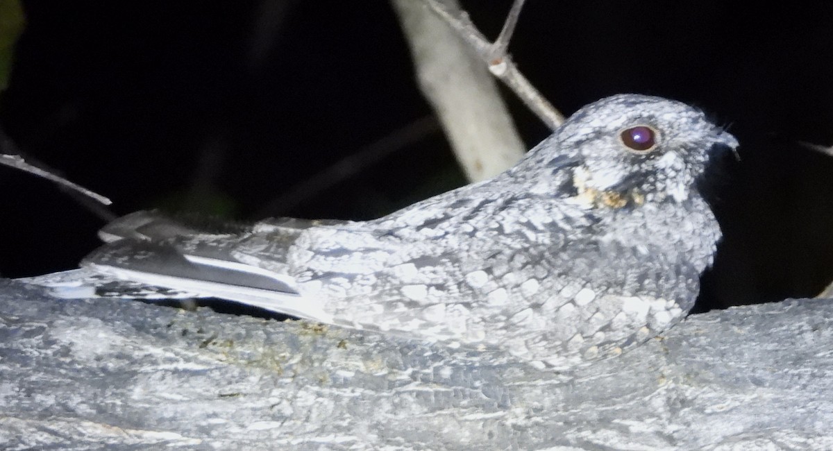 Jerdon's Nightjar - ML635203232