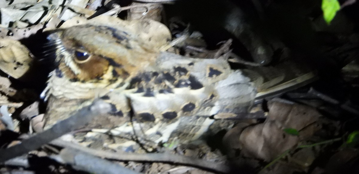 Jerdon's Nightjar - ML635203234