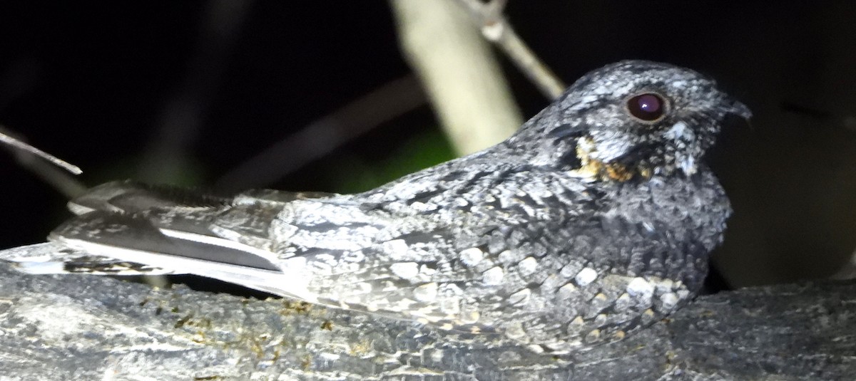 Jerdon's Nightjar - ML635203235