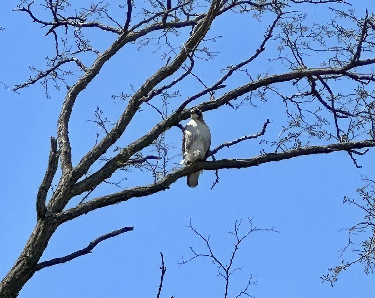 Red-tailed Hawk (borealis) - ML635203403