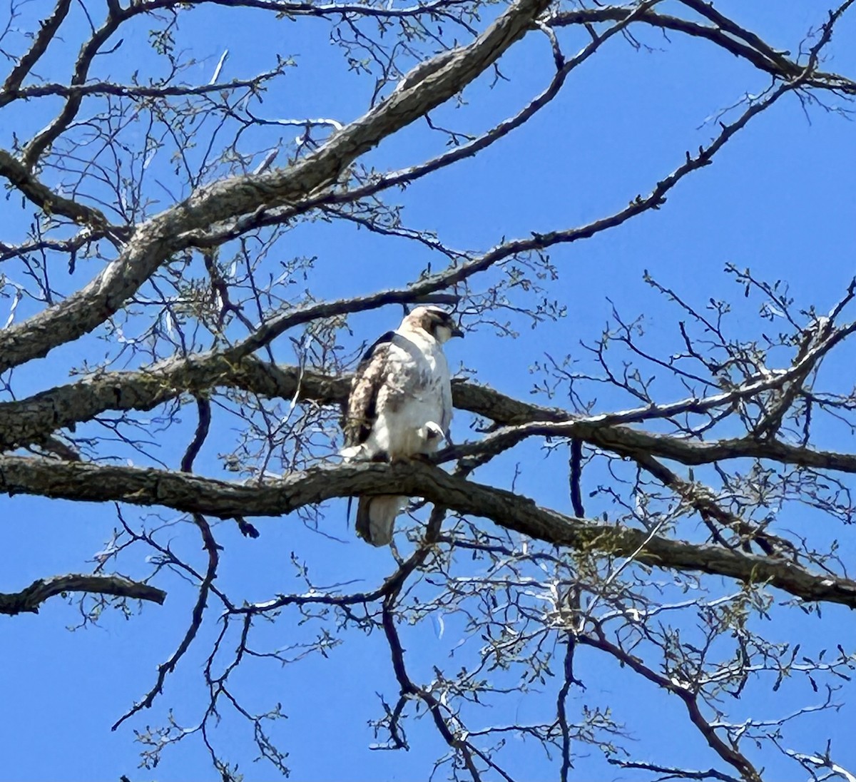Red-tailed Hawk (borealis) - ML635203404