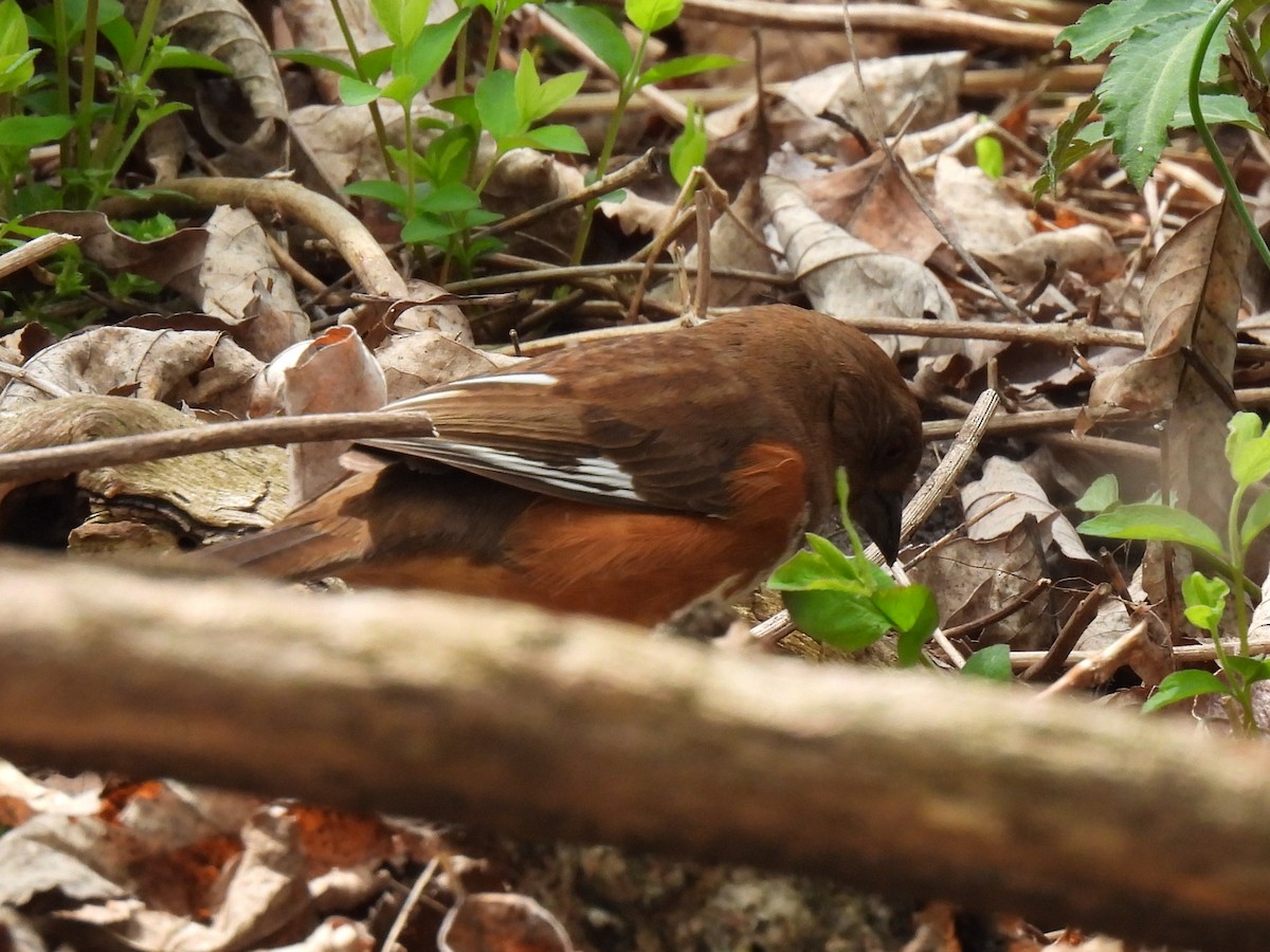 Eastern Towhee - ML635203409