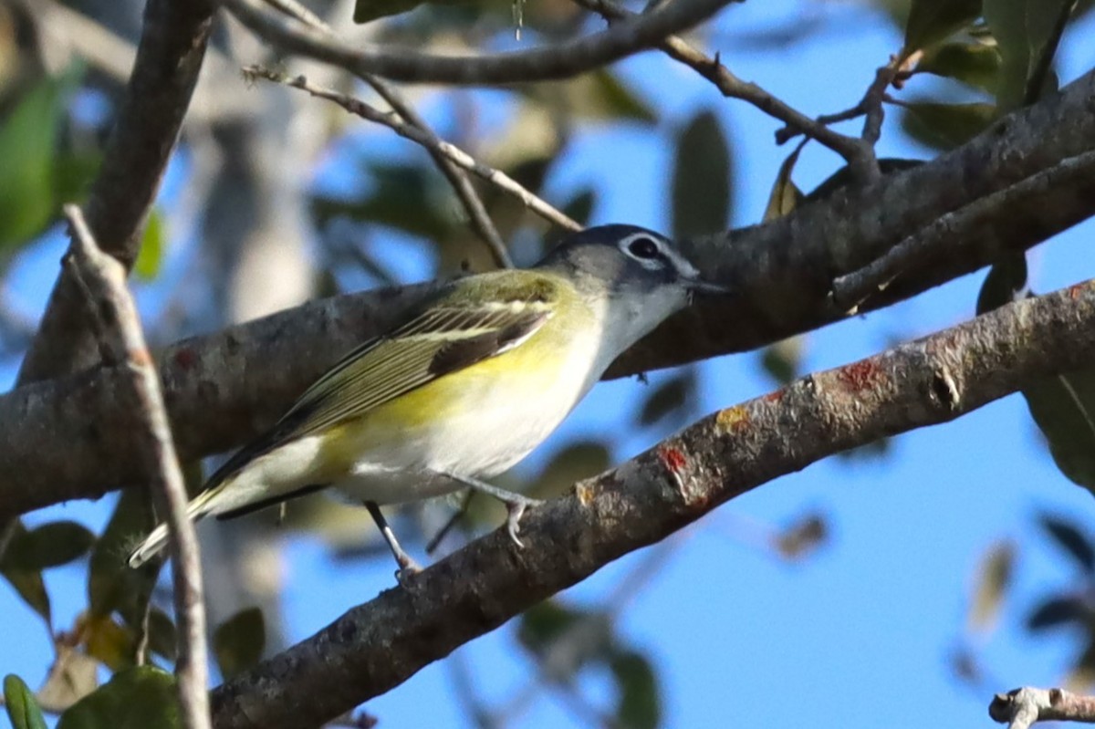 Blue-headed Vireo - ML635203431