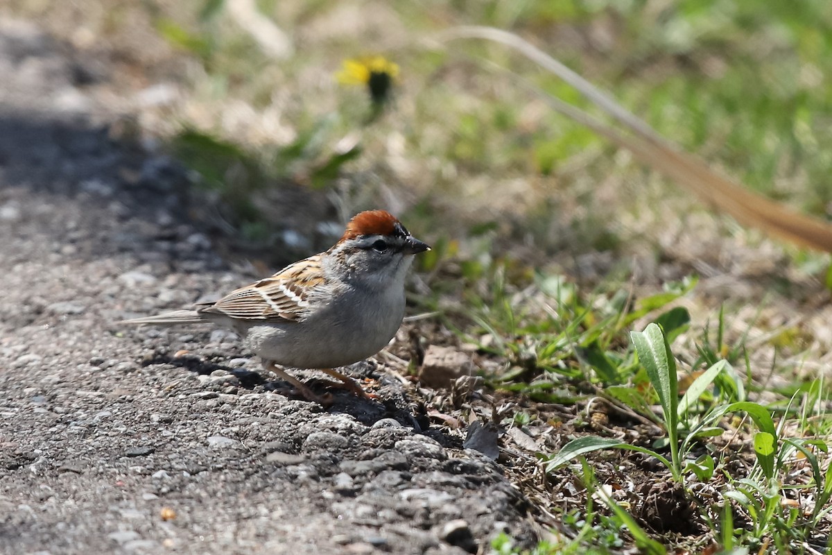 Chipping Sparrow - ML635203639