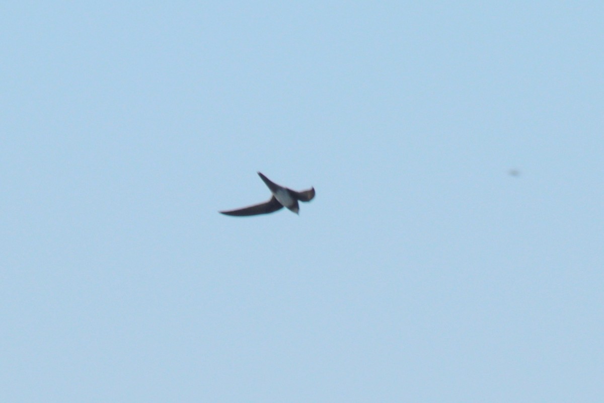 Alpine Swift - ML635203868