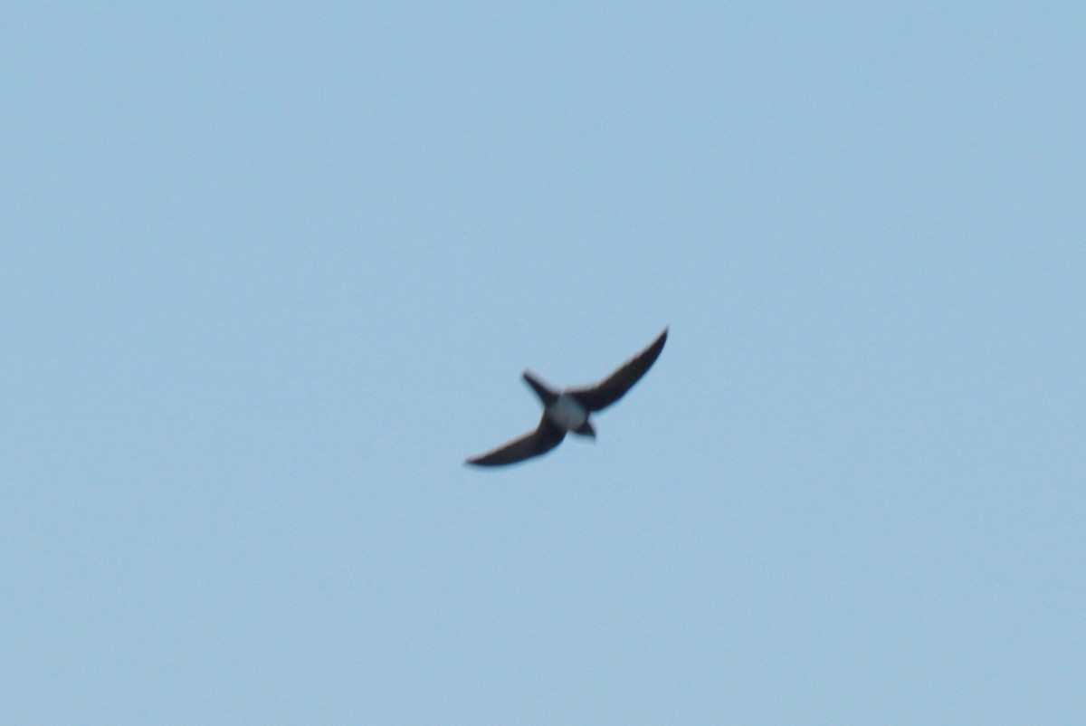 Alpine Swift - ML635203872