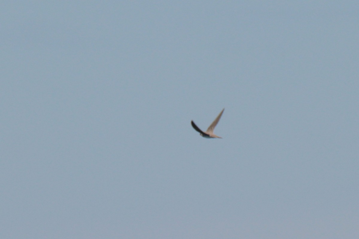 Alpine Swift - ML635203875