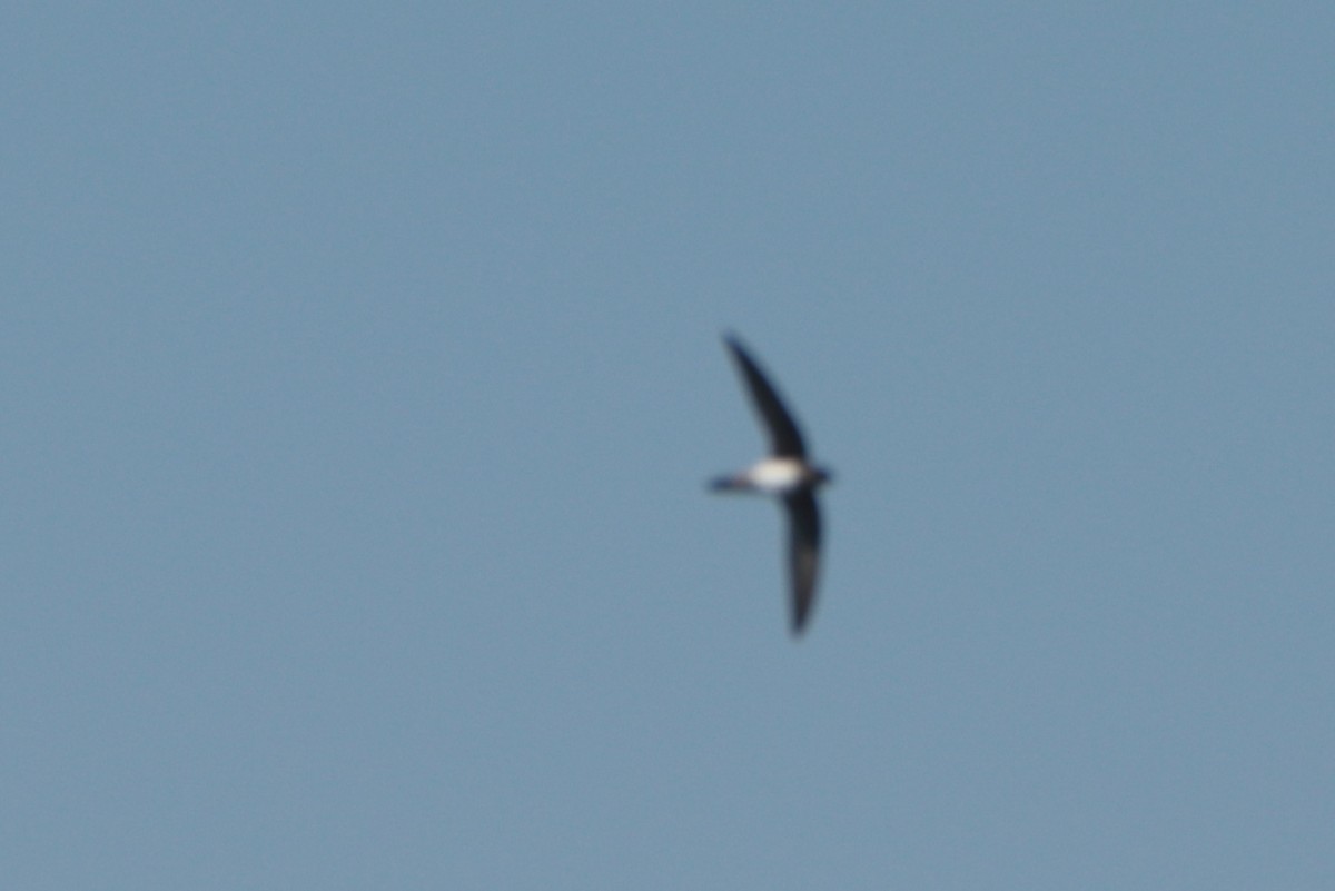 Alpine Swift - ML635203878