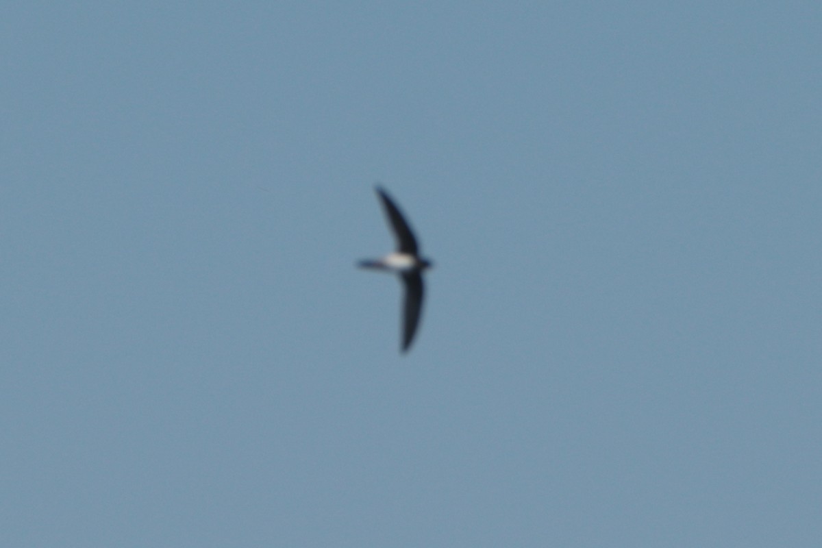 Alpine Swift - ML635203879