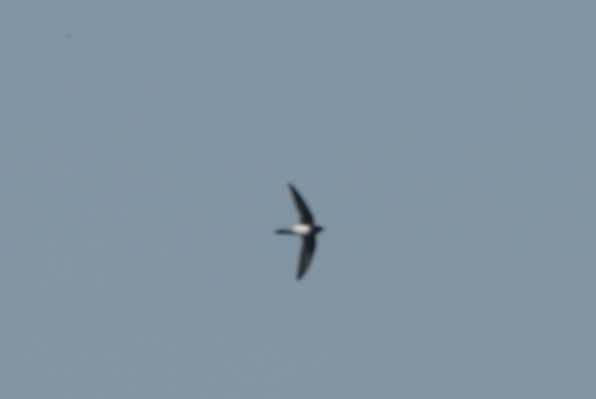 Alpine Swift - ML635203880