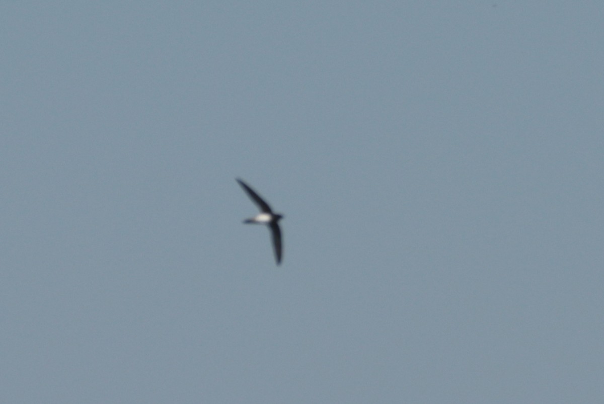 Alpine Swift - ML635203881