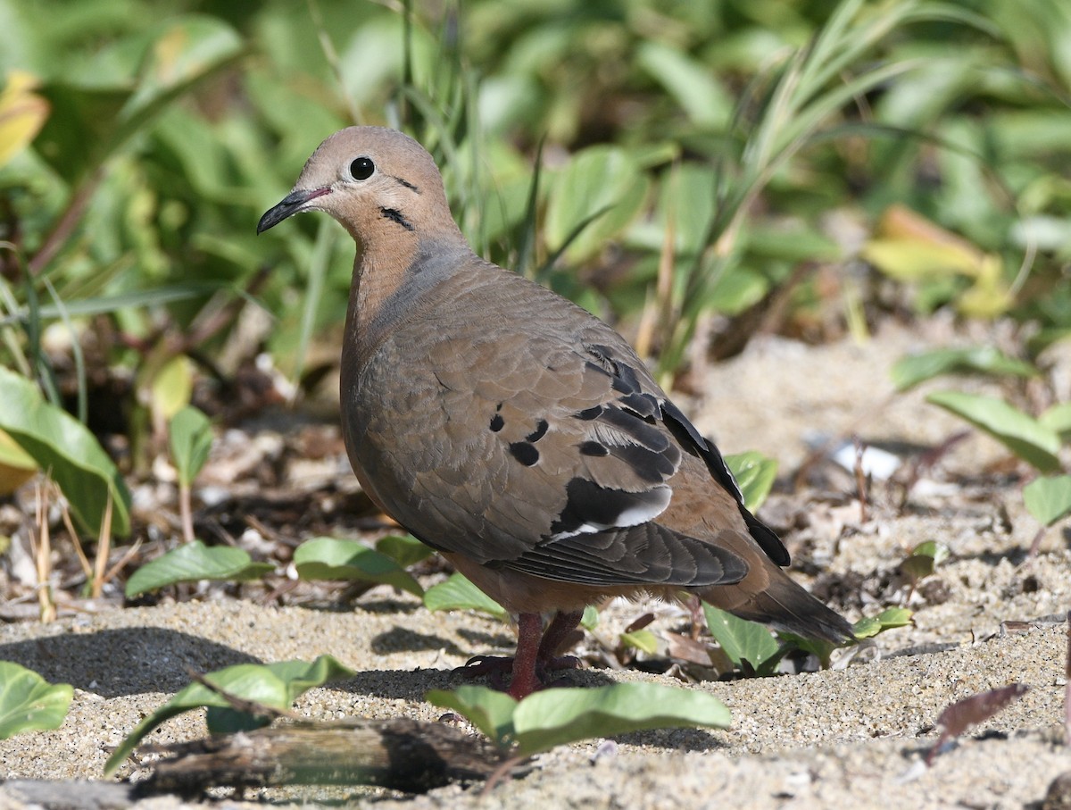 Zenaida Dove - ML635203882