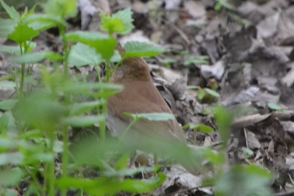 Hermit Thrush - ML635203885