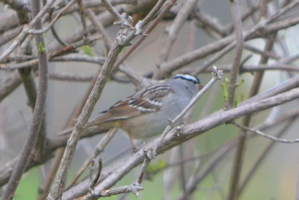 White-crowned Sparrow - ML635203893