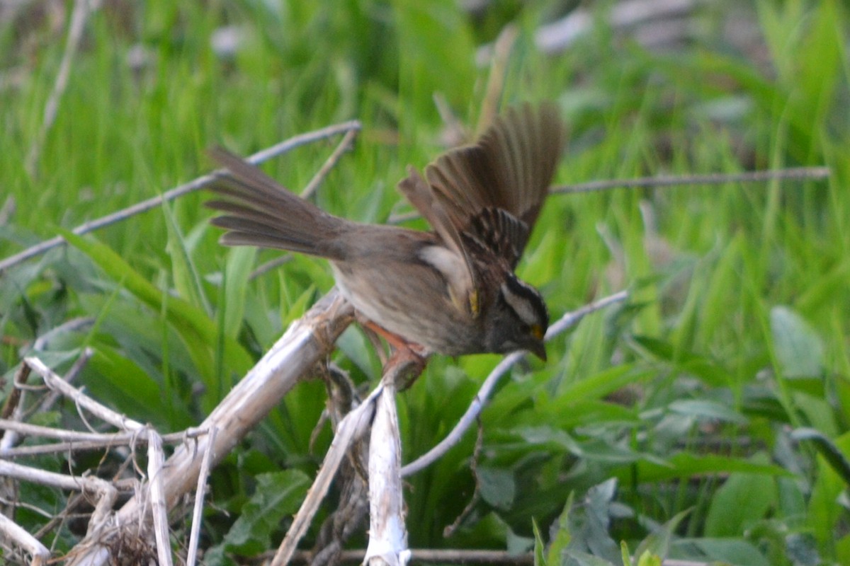 White-throated Sparrow - ML635203908