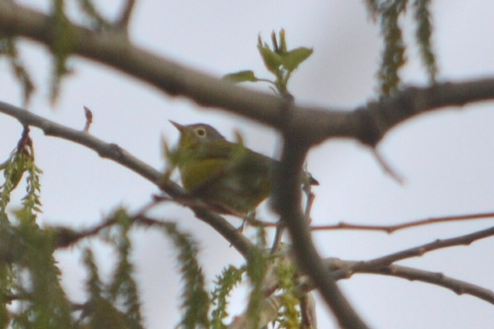 Nashville Warbler - ML635203930