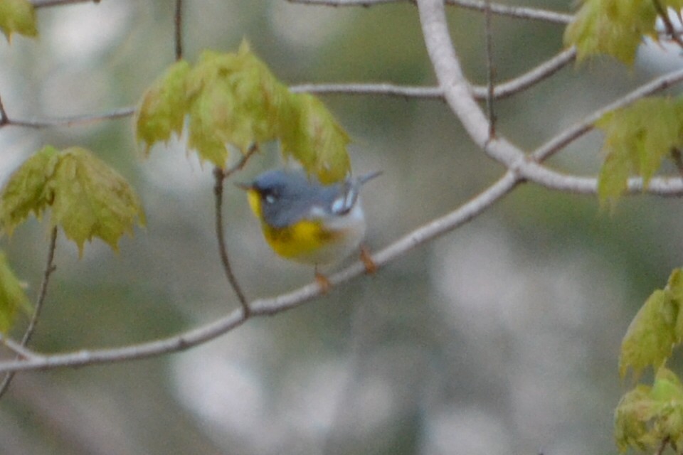 Northern Parula - ML635203941