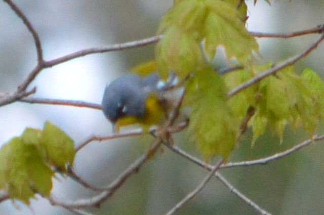 Northern Parula - ML635203945