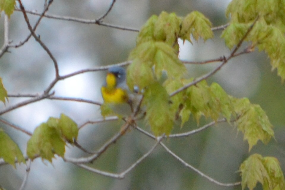 Northern Parula - ML635203952