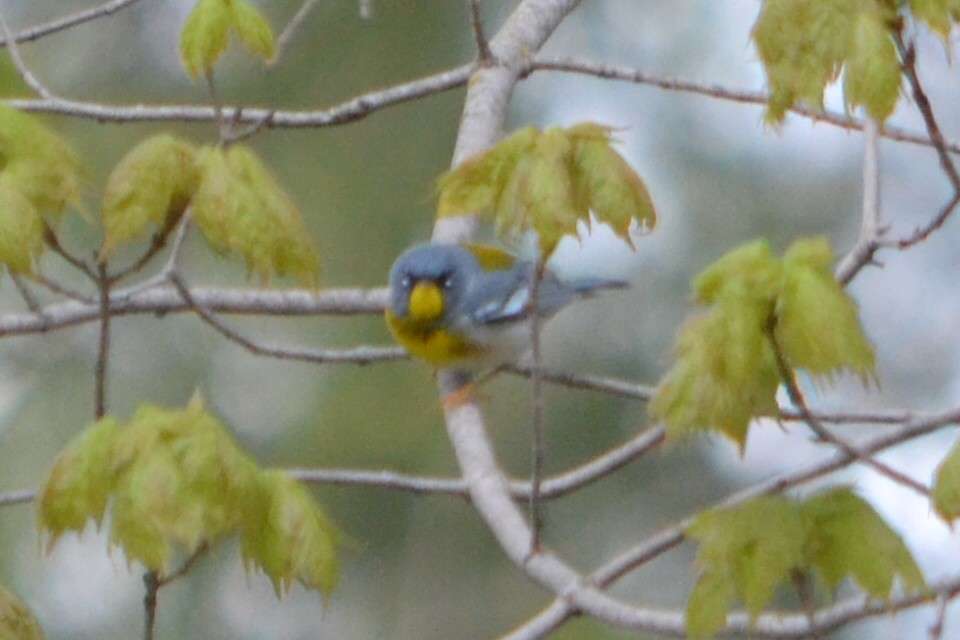 Northern Parula - ML635203954