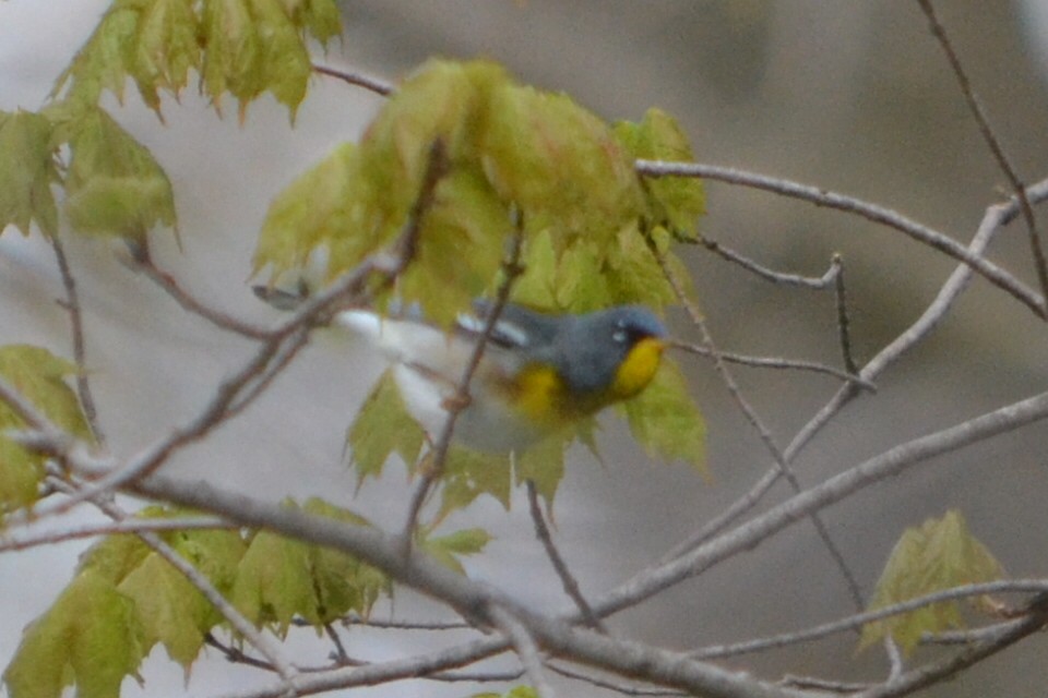 Northern Parula - ML635203962