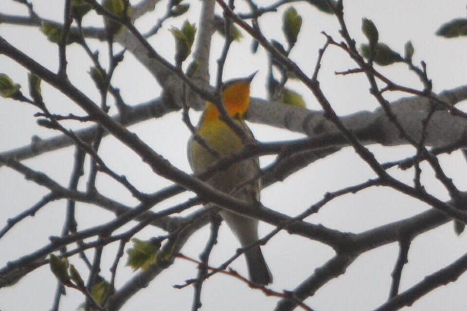Blackburnian Warbler - ML635203969