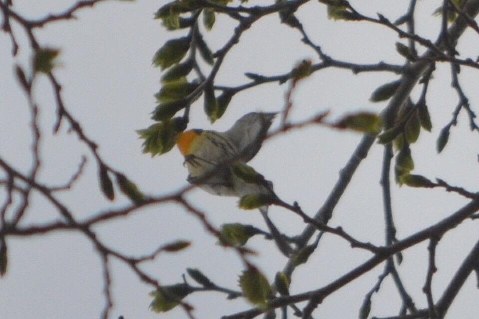 Blackburnian Warbler - ML635203974