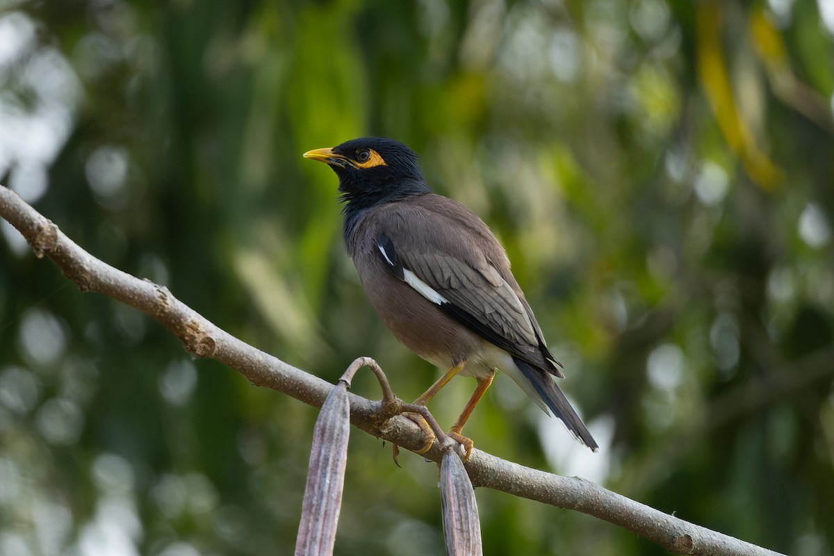 majna obecná - ML635204005