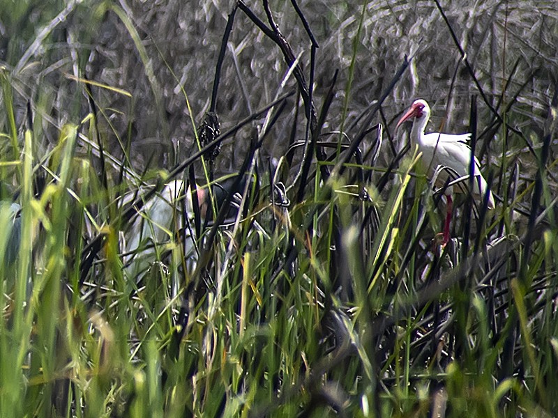 White Ibis - ML635204017