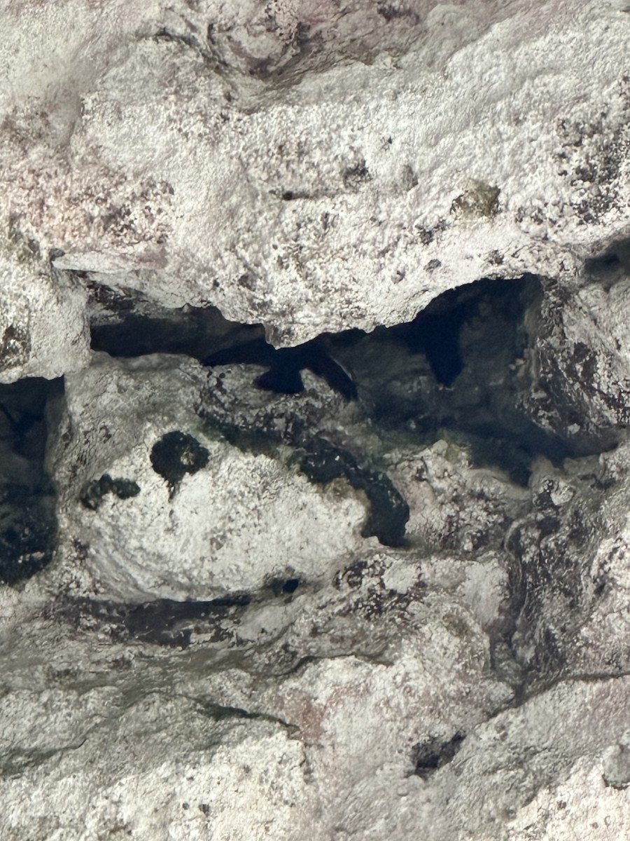 Cave Swiftlet - ML635204076