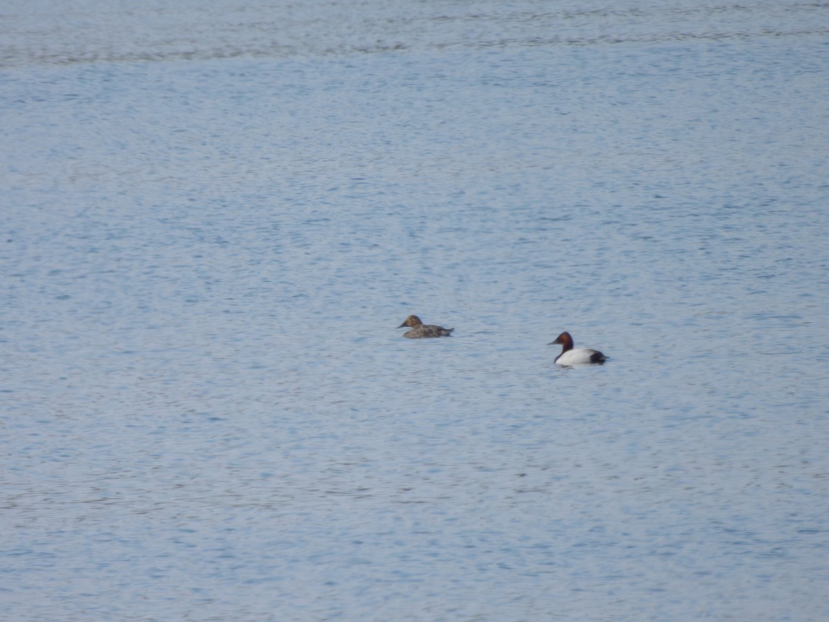 Canvasback - ML635204410