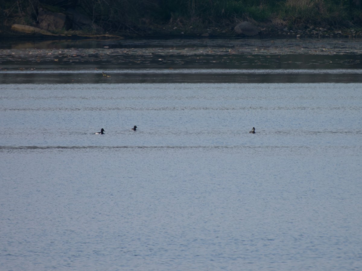 Ring-necked Duck - ML635204414
