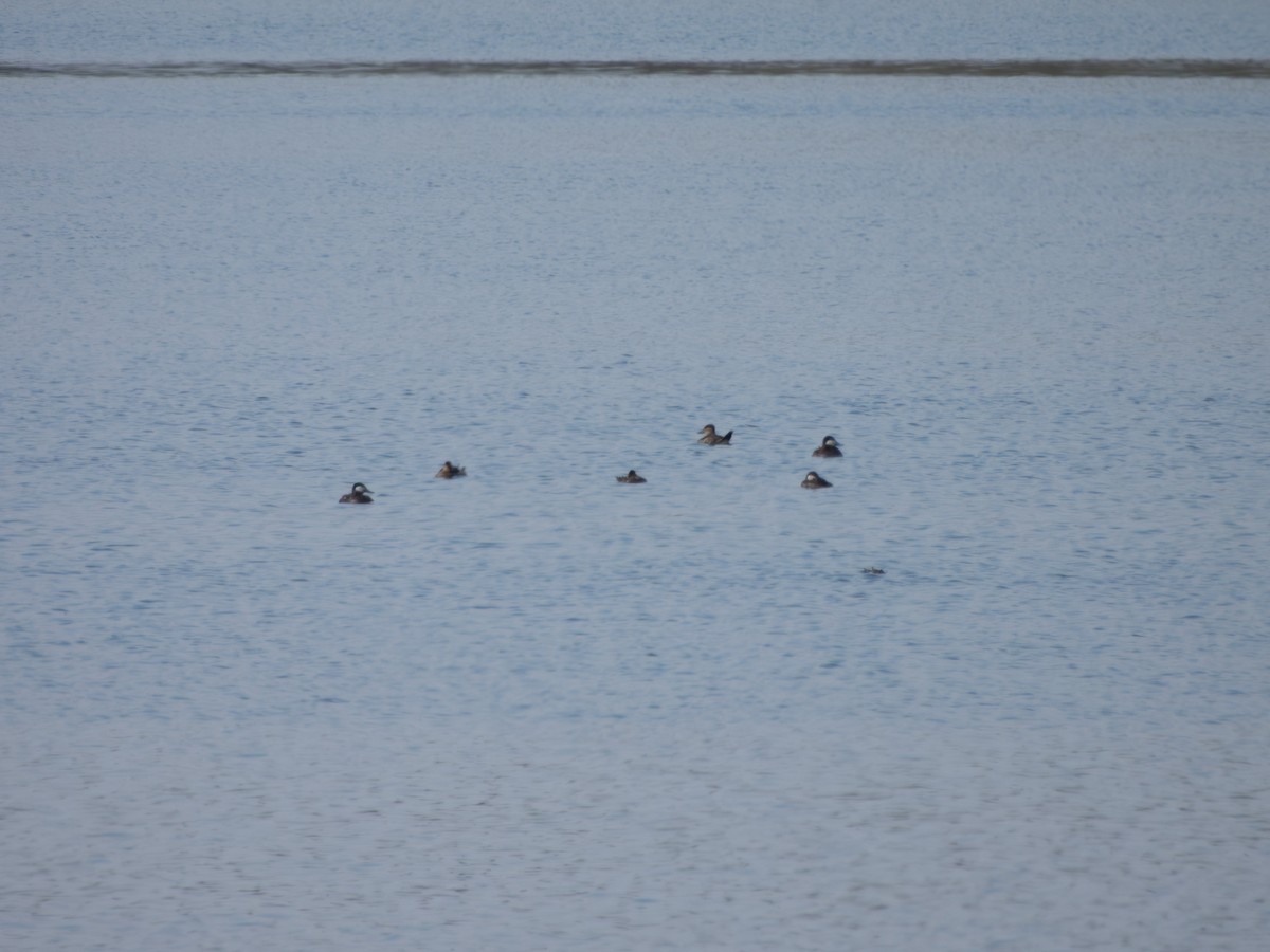 Ruddy Duck - ML635204426