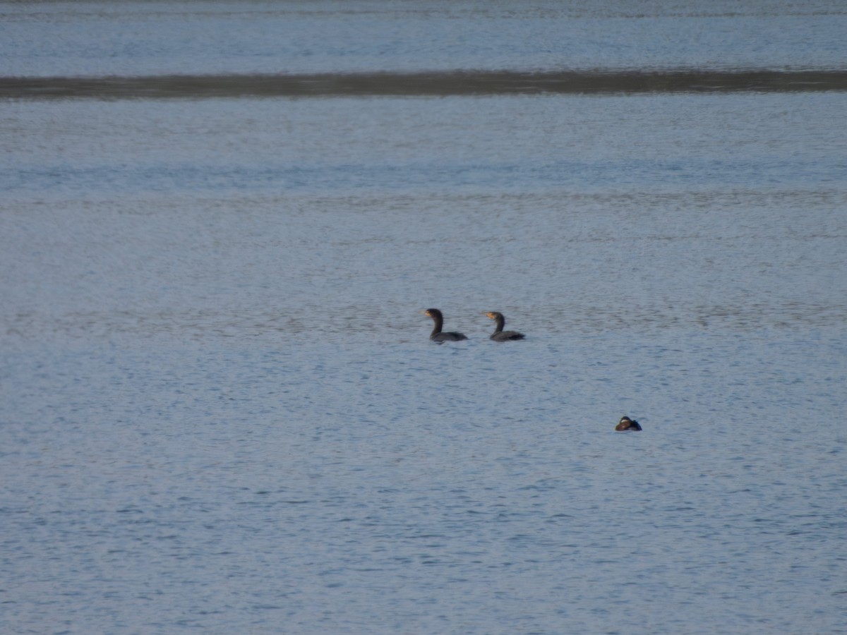 Double-crested Cormorant - ML635204428