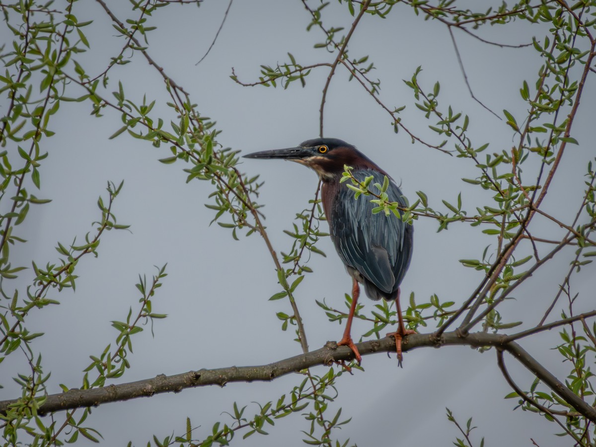 Green Heron - ML635204445