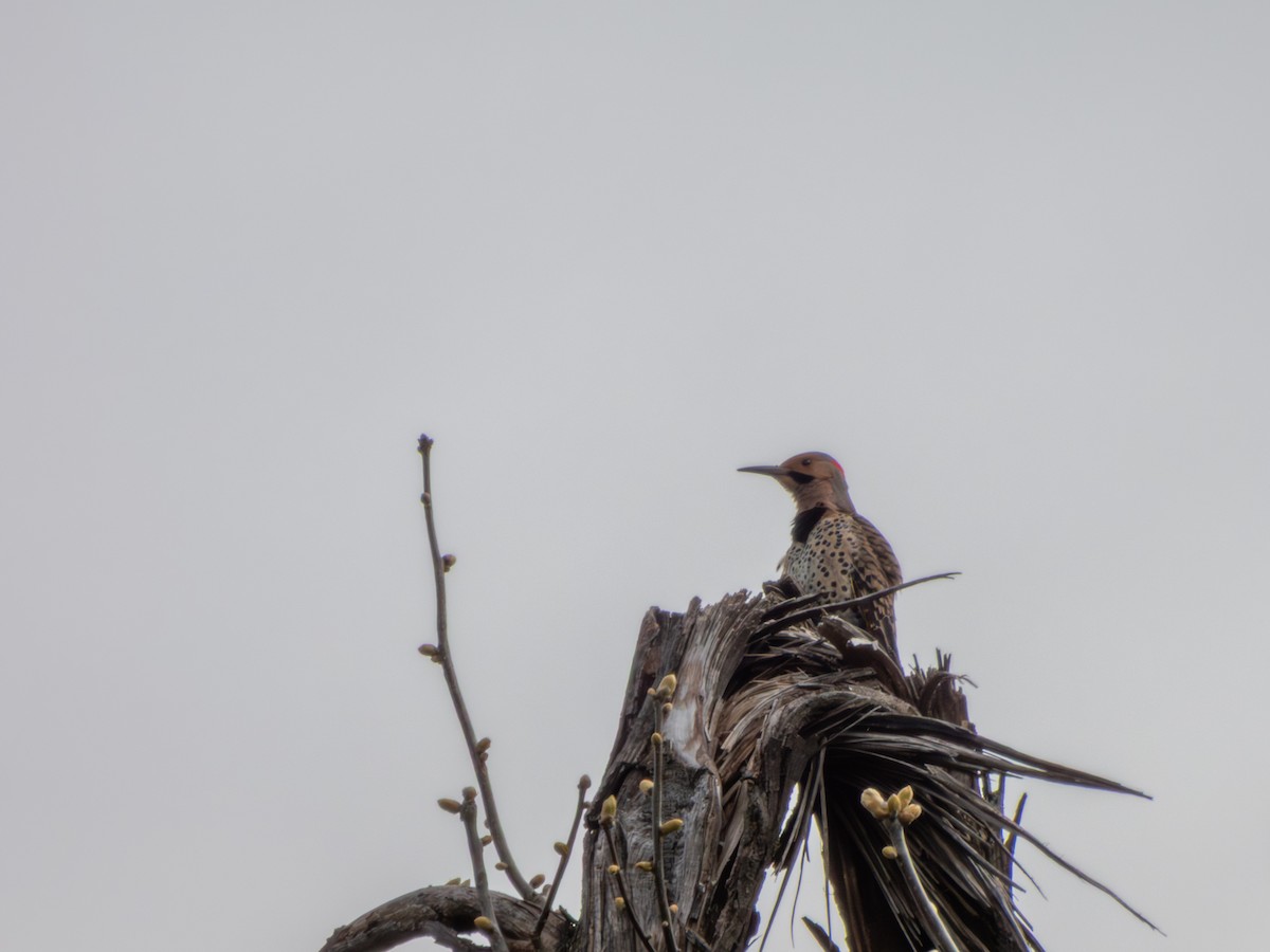 Northern Flicker - ML635204455