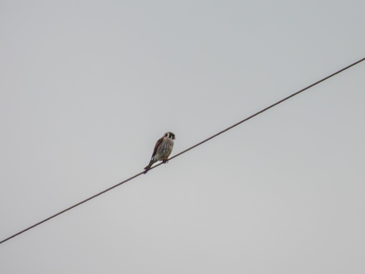 American Kestrel - ML635204456