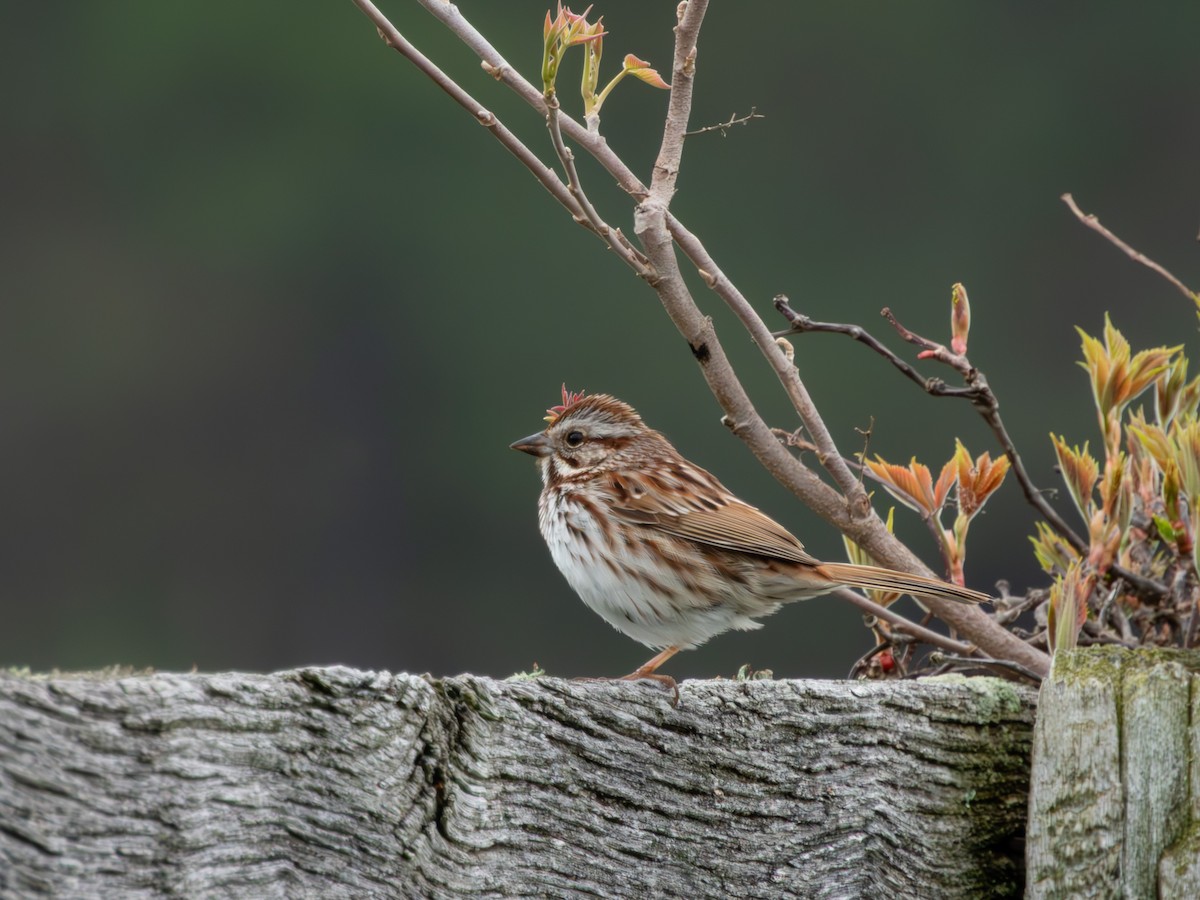 Song Sparrow - ML635204478