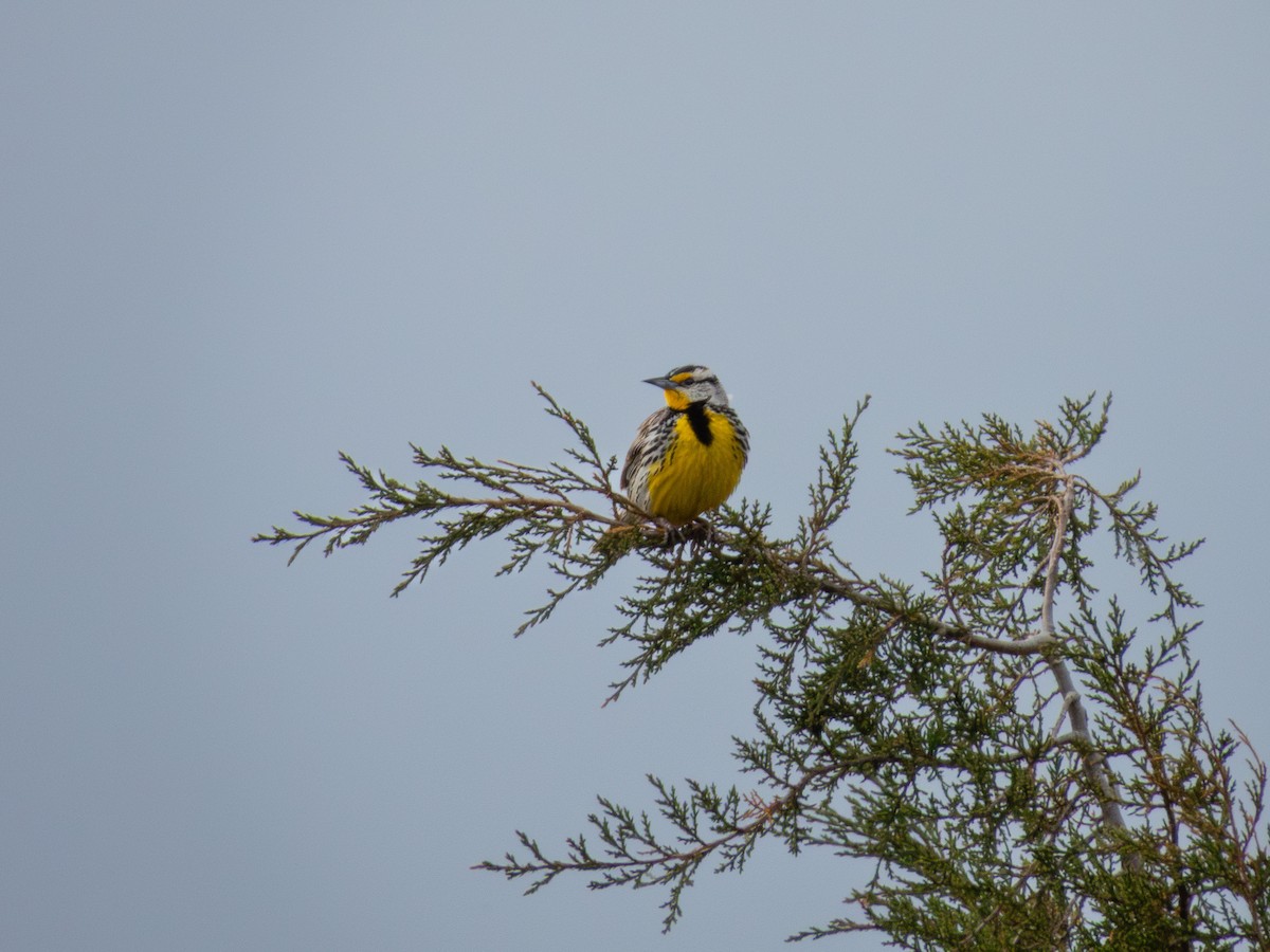 Eastern Meadowlark - ML635204497